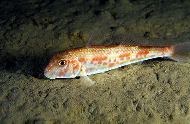 Mullus barbatus