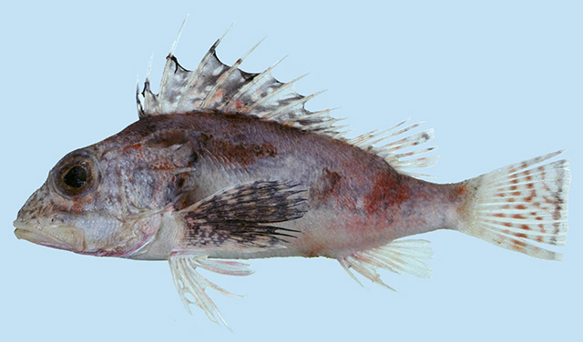 Neosebastes longirostris