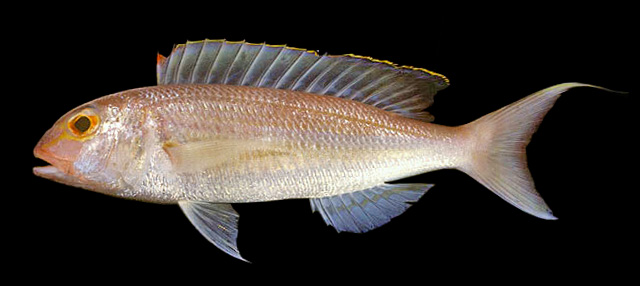 Nemipterus nemurus