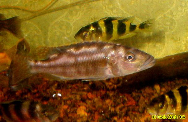 Nimbochromis fuscotaeniatus