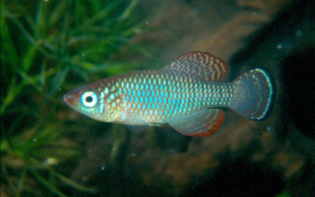 Nothobranchius lourensi