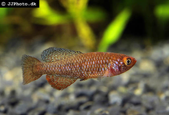 Nothobranchius rosenstocki