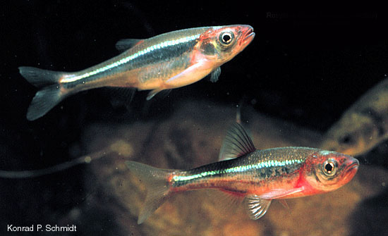 Notropis percobromus