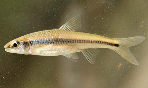 Notropis texanus