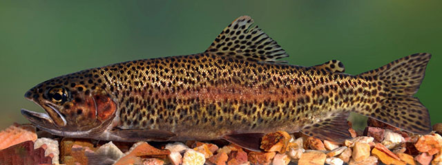 Oncorhynchus mykiss