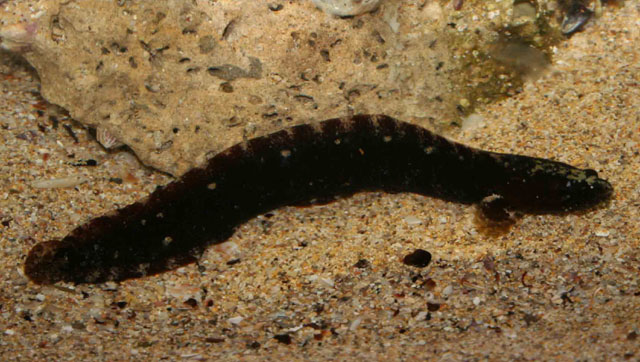 Ophiclinus antarcticus