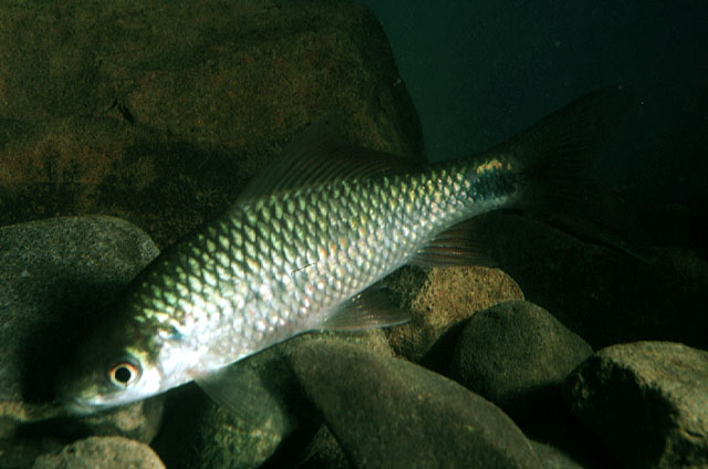 Osteochilus ingeri