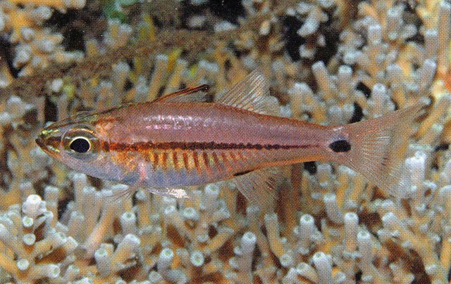 Ostorhinchus lineomaculatus