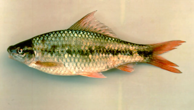 Osteochilus microcephalus