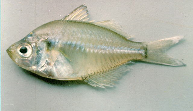 Parambassis siamensis