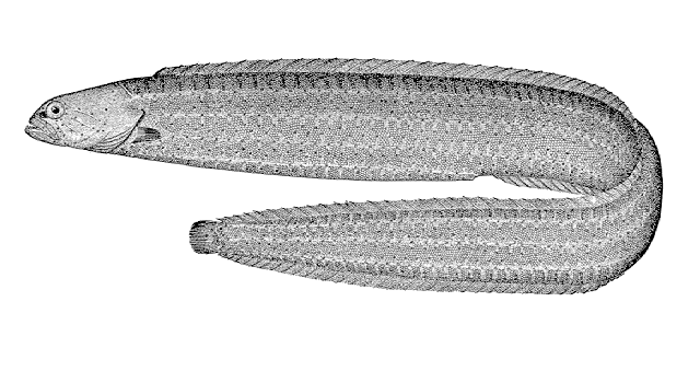 Phytichthys chirus