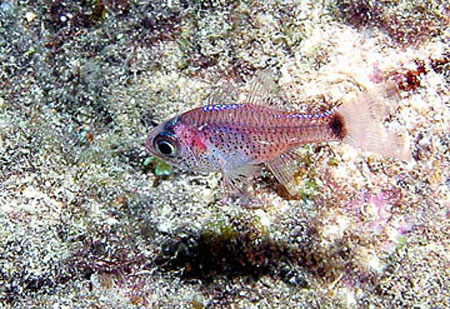 Phaeoptyx pigmentaria