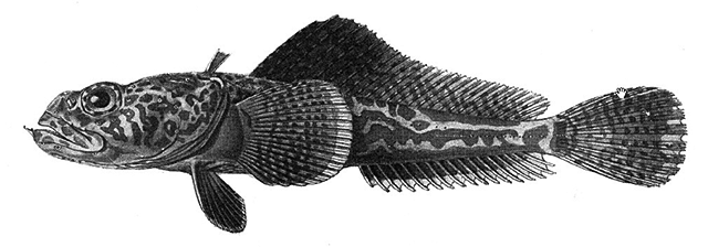 Pogonophryne barsukovi