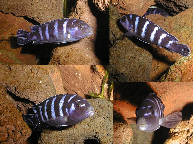 Chindongo demasoni