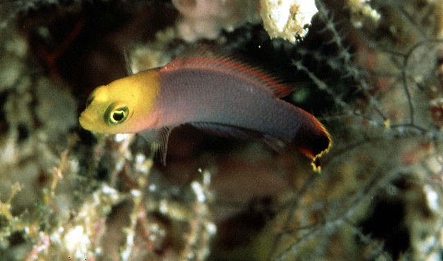 Pseudochromis elongatus