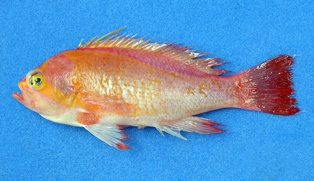 Pseudanthias emma