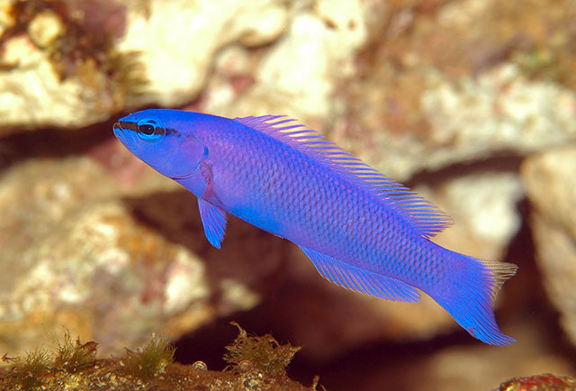 Pseudochromis fridmani