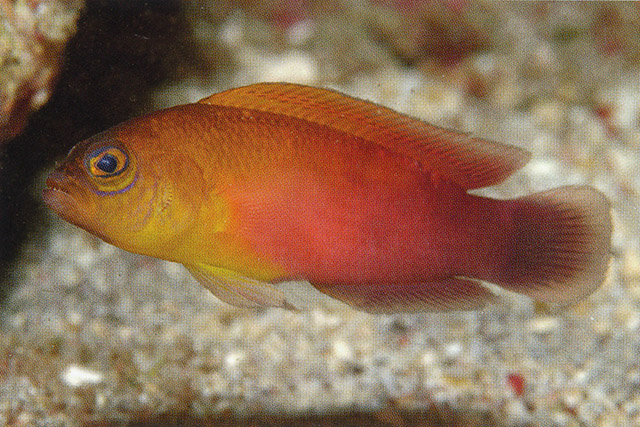 Pseudochromis matahari