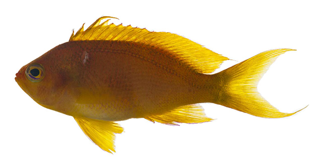 Pseudanthias oumati