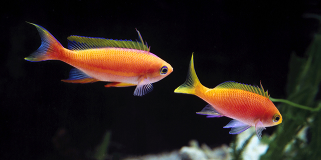 Pseudanthias pulcherrimus