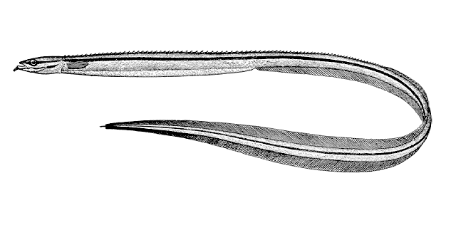 Ptilichthys goodei