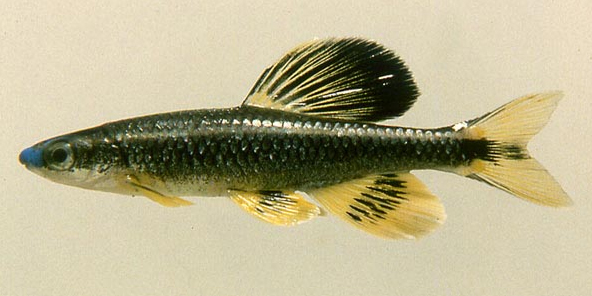 Pteronotropis welaka