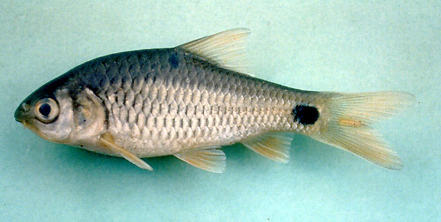 Barbodes binotatus