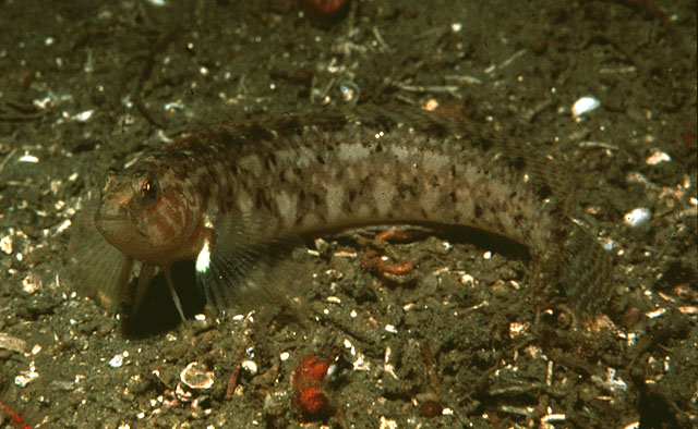 Rathbunella hypoplecta