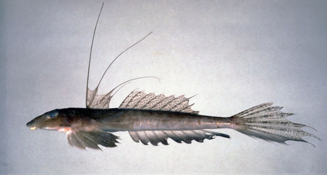 Repomucenus huguenini