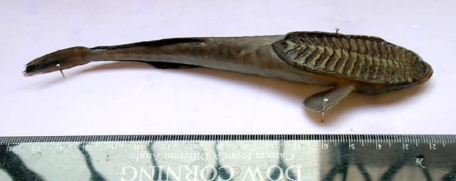 Remora osteochir