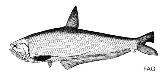 Setipinna brevifilis