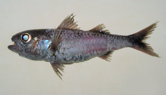 Synagrops japonicus