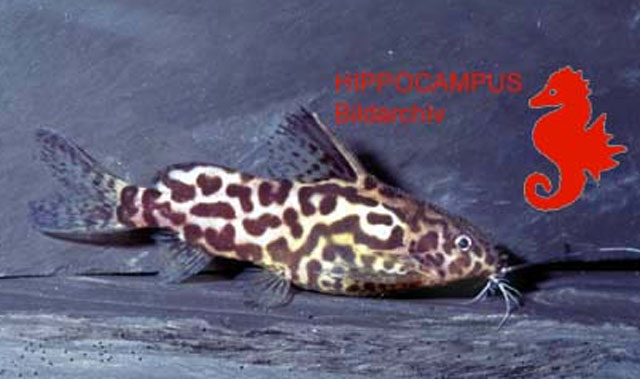 Synodontis schoutedeni