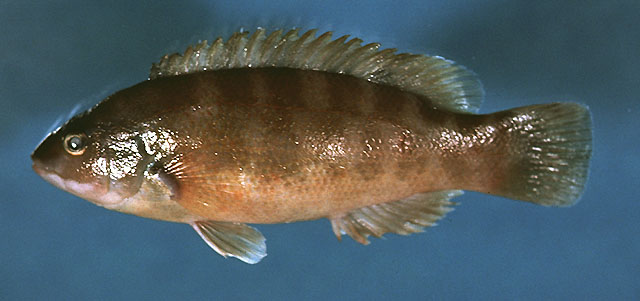 Tautogolabrus adspersus