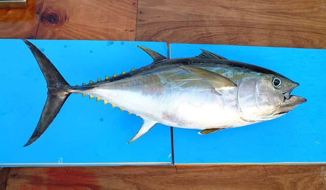 Thunnus obesus