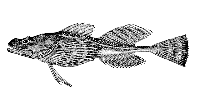 Myoxocephalus quadricornis