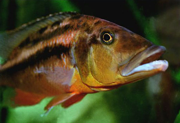 Tyrannochromis macrostoma