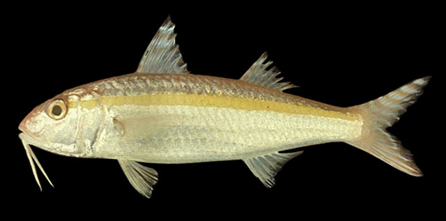 Upeneus moluccensis