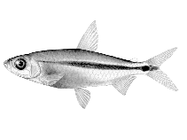 Image of Brachyalestes lateralis (Stripped robber)