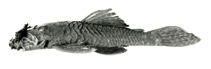 Image of Ancistrus aguaboensis 