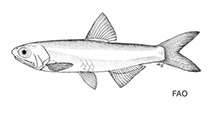 Image of Anchoviella carrikeri (Carriker\