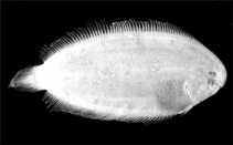 Image of Aseraggodes dubius 