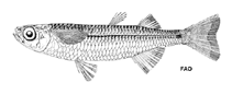 Image of Atherinomorus vaigiensis (Ogilby\