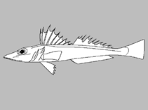 Image of Brachybembras aschemeieri 