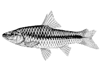 Image of Enteromius miolepis (Zigzag barb)