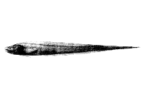 Image of Bassozetus taenia 