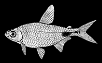 Image of Brachypetersius cadwaladeri 