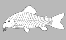 Image of Scleromystax salmacis (Map cory)