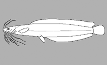 Image of Clarias microstomus 