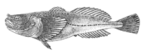 Image of Cottinella boulengeri (Short-headed sculpin)